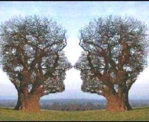 Two-tree-heads Two-tree-heads